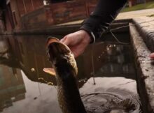 A Brief Introduction to Urban Pike Fishing