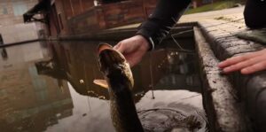 A Brief Introduction to Urban Pike Fishing