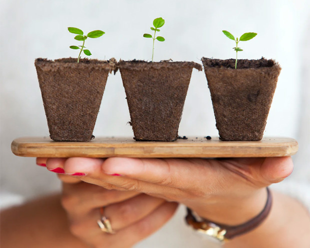 How to Grow a Garden Indoors