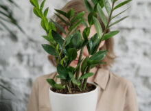 5 Reasons Why You Need a Houseplant