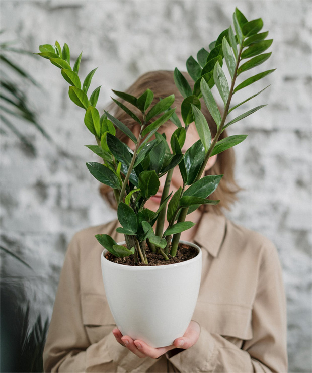 5 Reasons Why You Need a Houseplant