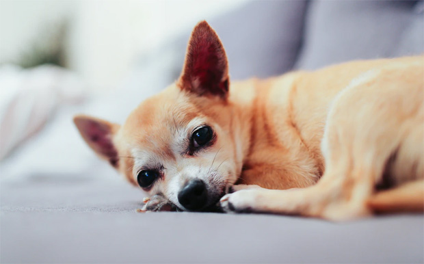 Chihuahua  
