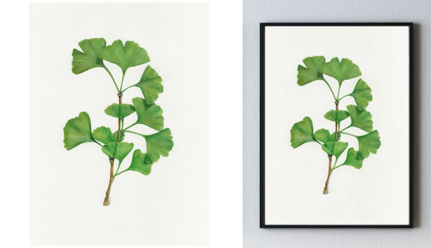 Emma’s Botanicals Gingko Biloba Illustration Print