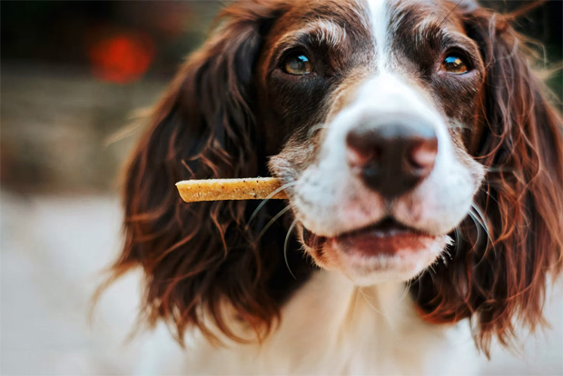 5 Ways To Improve Your Dog's Diet