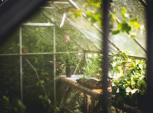 The (HI)Story Behind Halls Greenhouses