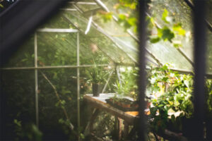 The (HI)Story Behind Halls Greenhouses