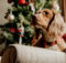 4 Holiday Dangers for Pets to Watch Out For