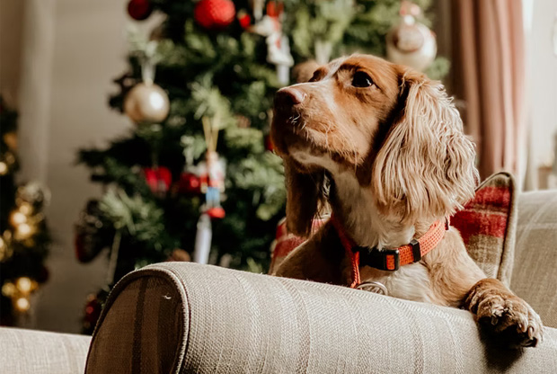 4 Holiday Dangers for Pets to Watch Out For