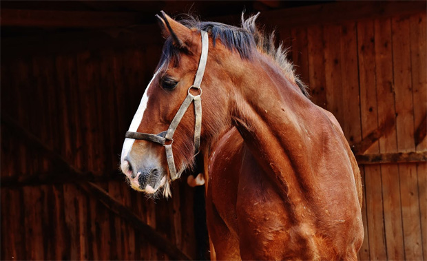 5 Essential Questions Before You Buy A Horse
