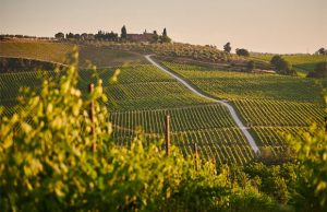 A Guide to the Best Italian Wines from The Vino Shop