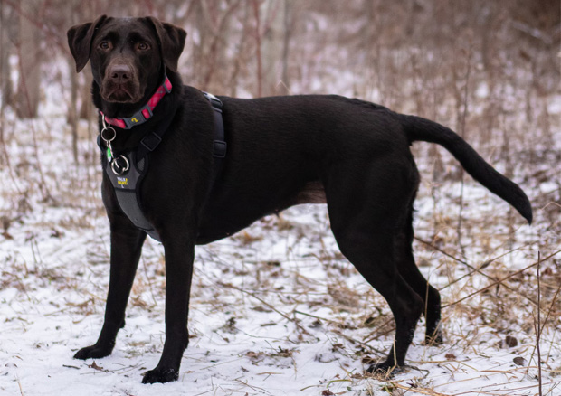 The 5 Things to Do to Take Care of Your Dog in Winter
