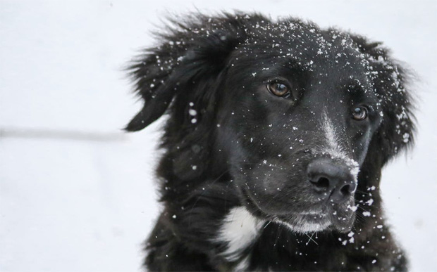The 5 Things to Do to Take Care of Your Dog in Winter