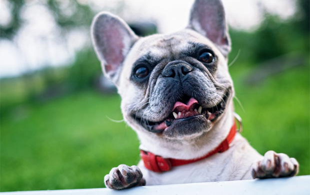 5 Most Popular House-Friendly Dogs