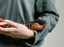 7 Interesting Facts About Snakes You Can Tell Your Kids A Mum Reviews