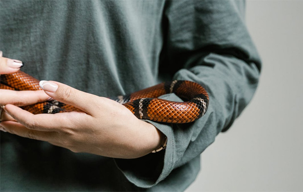 7 Interesting Facts About Snakes You Can Tell Your Kids A Mum Reviews
