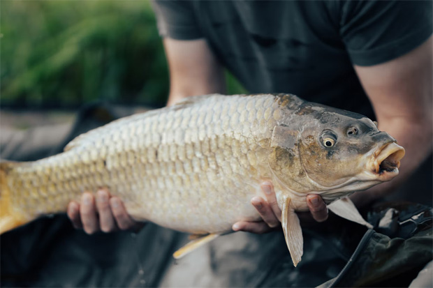 A Guide to Getting Started with Carp Fishing