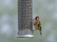 Bird Feeding Guide: What Are the Good Types of Seed?