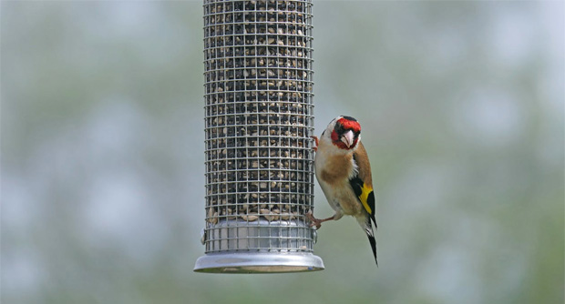 Bird Feeding Guide: What Are the Good Types of Seed? 