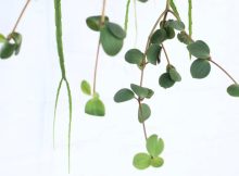 How Many Types Of Peperomia Are There? The Ultimate Guide to Peperomia Varieties