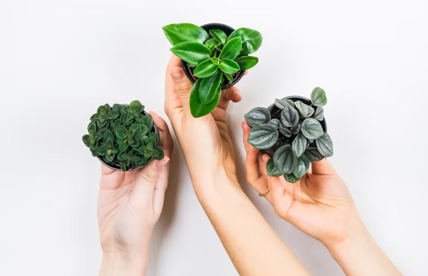 How Many Types Of Peperomia Are There? The Ultimate Guide to Peperomia Varieties