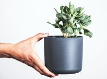 Top Ways To Boost Your Plant's Growth And Health