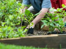 How to Grow More In Your Garden