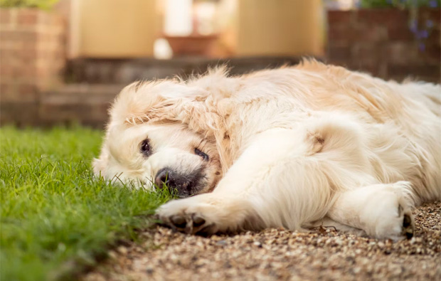 Thinking Of Getting A Dog? Then You Should Add These Things To The Yard