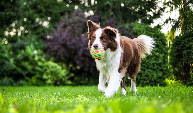 Thinking Of Getting A Dog? Then You Should Add These Things To The Yard