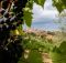 Top Italian Wineries You Need to Visit