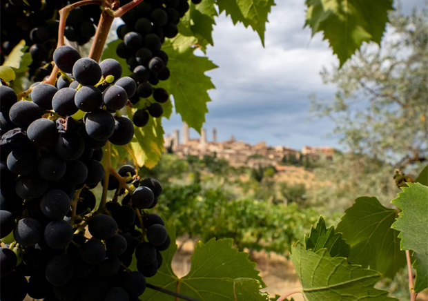 Top Italian Wineries You Need to Visit