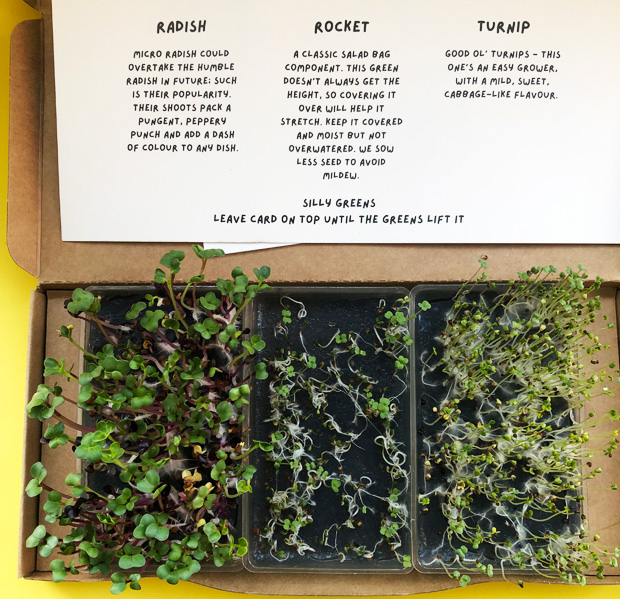 Silly Greens Grow Your Own Microgreens Subscription Boxes