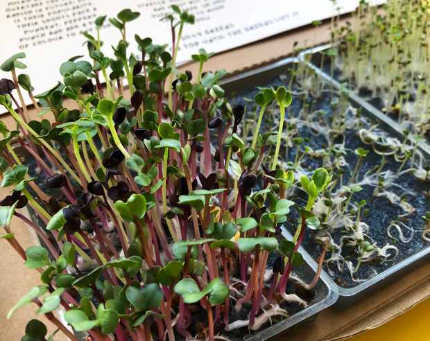 Silly Greens Grow Your Own Microgreens Subscription Boxes