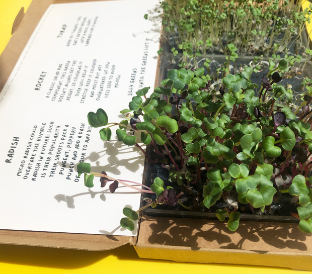 Silly Greens Grow Your Own Microgreens Subscription Boxes