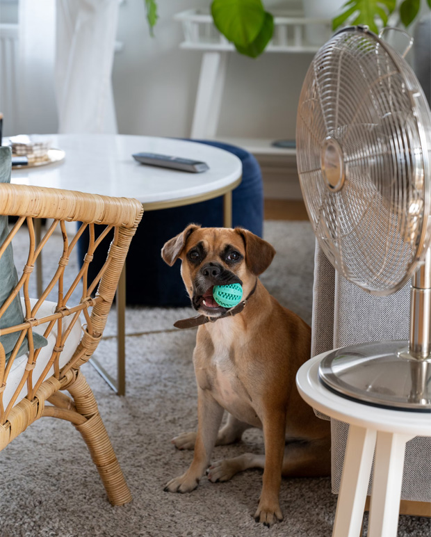 How to Keep Your Dog Cool in Hot Weather | No More Hot Dogs!