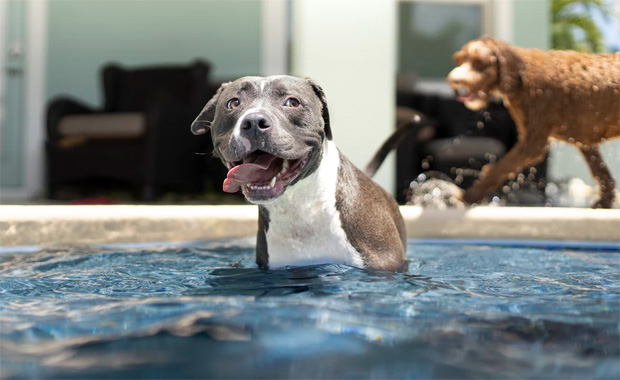 How to Keep Your Dog Cool in Hot Weather | No More Hot Dogs!