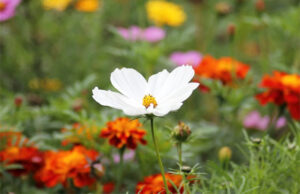 Combining Grass Seed & Wildflower Seed for an Animal-friendly Garden A Mum Reviews