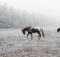 Expert Winter Horse Care Tips to Keep Them Happy and Healthy