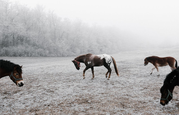 Expert Winter Horse Care Tips to Keep Them Happy and Healthy