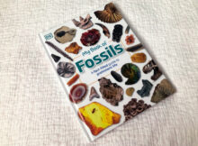 DK Books My Book of Fossils Review A Mum Reviews