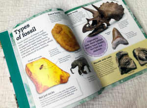 DK Books My Book of Fossils Review A Mum Reviews