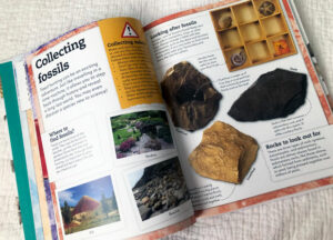 DK Books My Book of Fossils Review A Mum Reviews