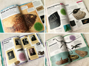 DK Books My Book of Fossils Review A Mum Reviews