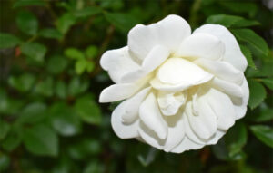 The Healing Power of Bereavement Cradles