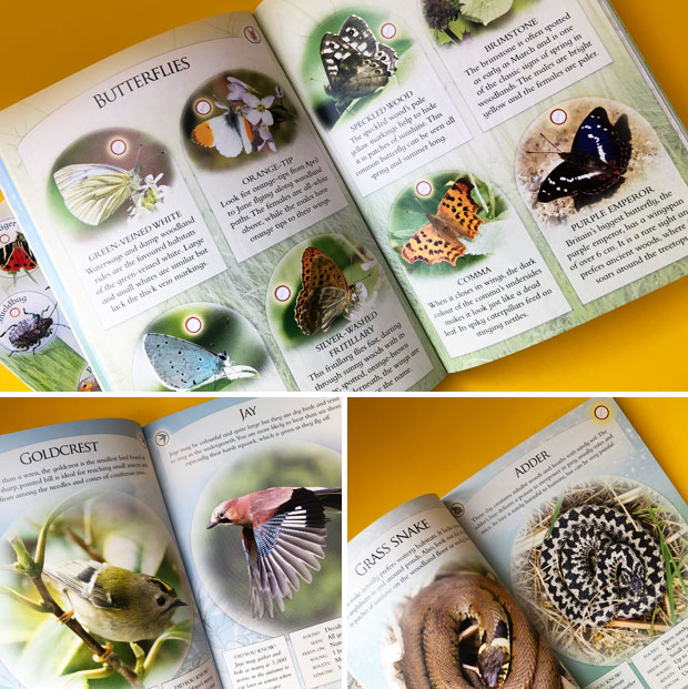 Children's Books Review: Nature Spotters Guides from Fine Feather Press