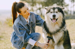 The Benefits of Investing in a High-Quality Dog Grooming Kit