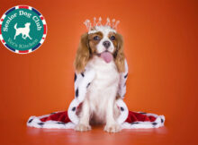 Vet’s Kitchen is Looking for a King Charles Spaniel Royal Ambassador