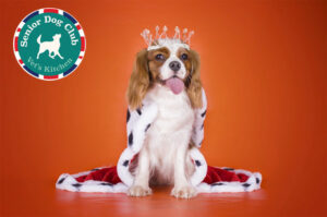 Vet’s Kitchen is Looking for a King Charles Spaniel Royal Ambassador