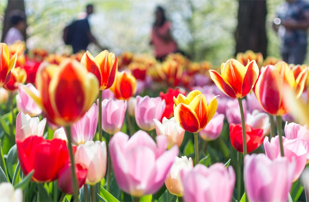 Keukenhof and Zaanse Schans Day Tour: Exploring Dutch Beauty