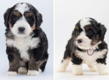 The Ultimate Guide to Bernedoodle Puppies: Everything You Need to Know
