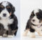 The Ultimate Guide to Bernedoodle Puppies: Everything You Need to Know